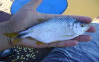 PEIXES P. CRIAÇÃO EM LAGOS - Tilápia, Black Bass e outros